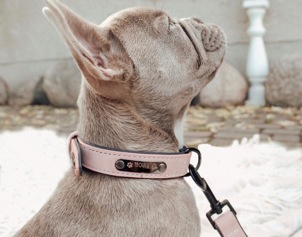 Pidog Classic Series