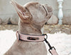 Pidog Classic Series